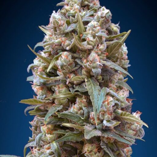 Semena marihuany Female Collection #1 Seeds