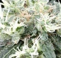Semena marihuany NL5 x Skunk Regulérní