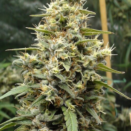 Semena marihuany Panama Haze Feminizovaná