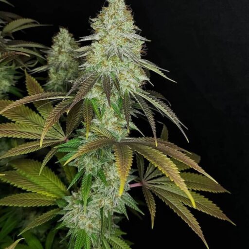 Semena marihuany 818 Headband Aka Sour OG Feminizovaná