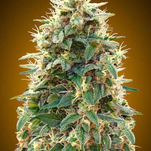 Semena marihuany 00 Cheese Auto Feminizovaná