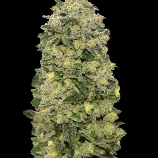 Semena marihuany Afghan Skunk Auto Feminizovaná