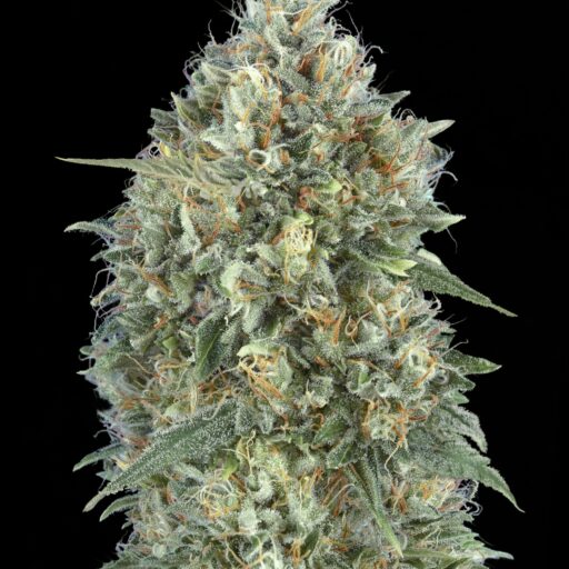 Semena marihuany Gelato #33 Auto Feminizovaná