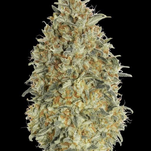 Semena marihuany Gorilla Blue Auto Feminizovaná