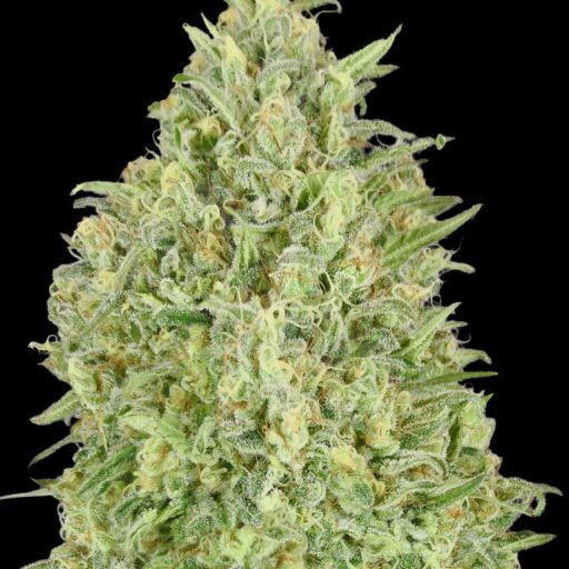 Semena marihuany Pineapple Glue Auto Feminizovaná