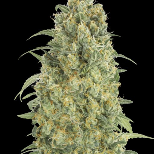 Semena marihuany Strawberry Gum Auto Feminizovaná