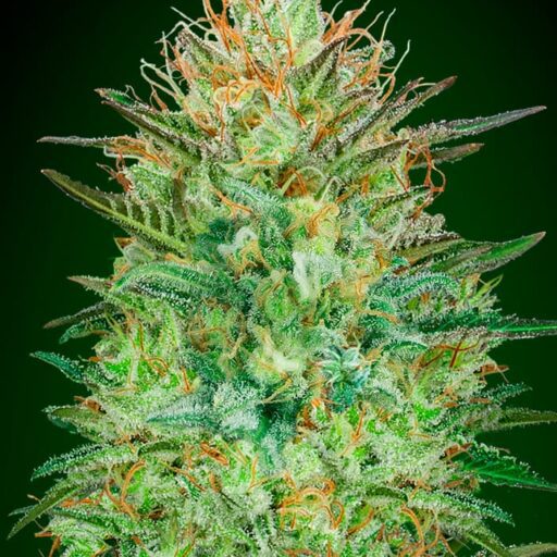 Semena marihuany Sweet Critical Auto Feminizovaná