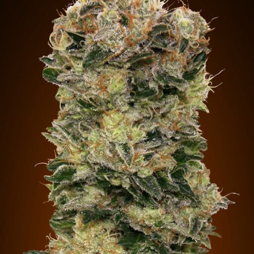 Semena marihuany Sweet Somango Auto Feminizovaná