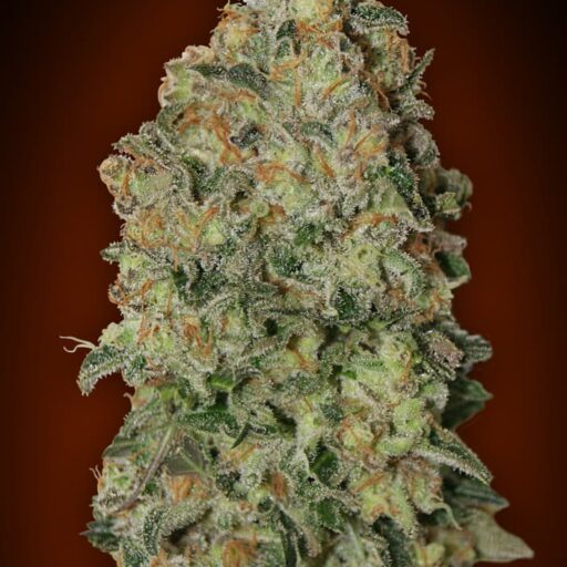 Semena marihuany Chocolate Skunk Auto Feminizovaná