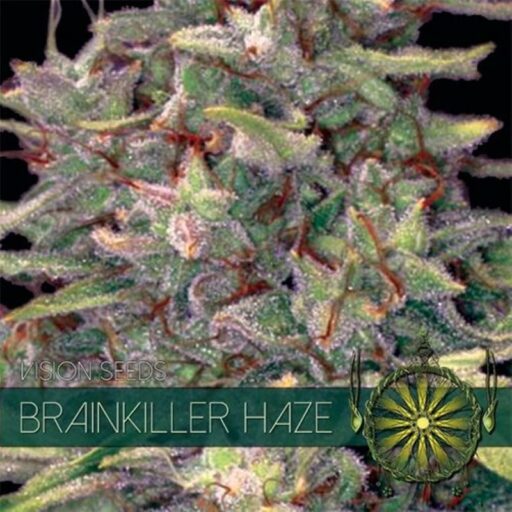 Semena marihuany Brainkiller Haze Feminizovaná