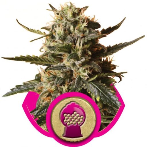 Semena marihuany Bubblegum XL Feminizovaná
