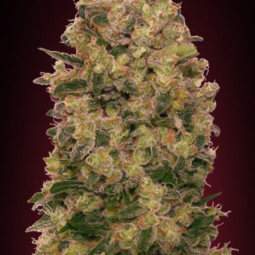 Semena marihuany Caramel Kush Feminizovaná