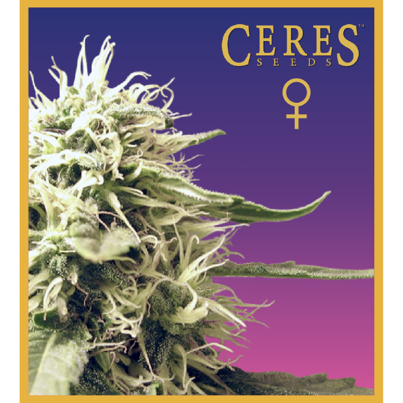 Semena marihuany Ceres Kush Feminizovaná