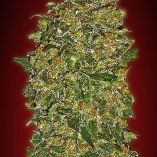 Semena marihuany Chocolate Kush Feminizovaná