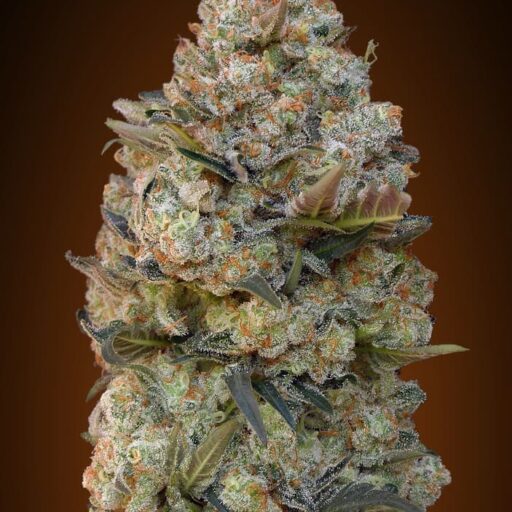 Semena marihuany Chocolate Skunk Feminizovaná
