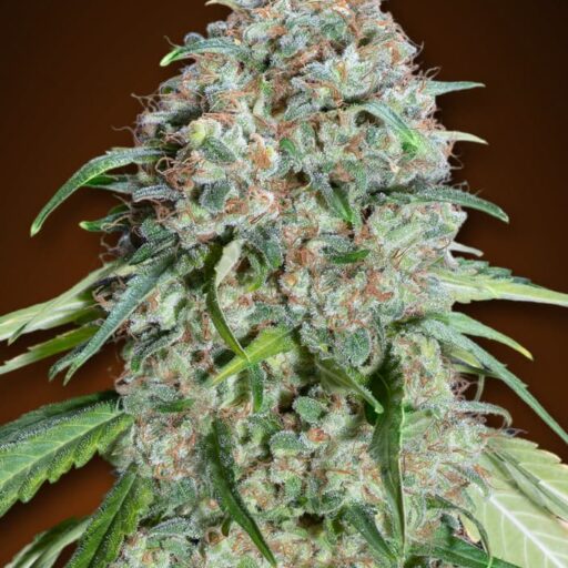 Semena marihuany Chocolate Skunk CBD Feminizovaná