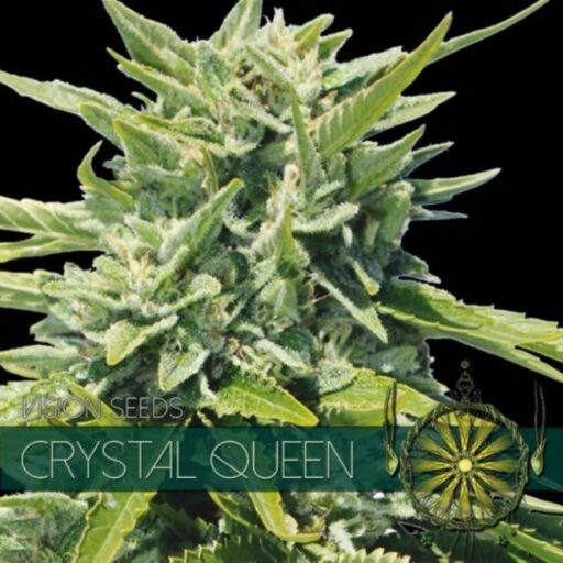 Semena marihuany Crystal Queen Feminizovaná