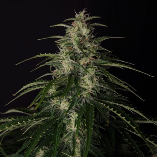 Semena marihuany Doctor’s Choice #1 Auto Feminizovaná