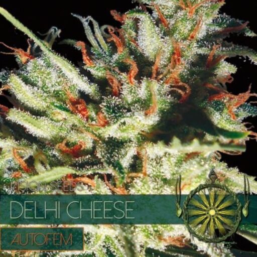 Semena marihuany Delhi Cheese Auto Feminizovaná