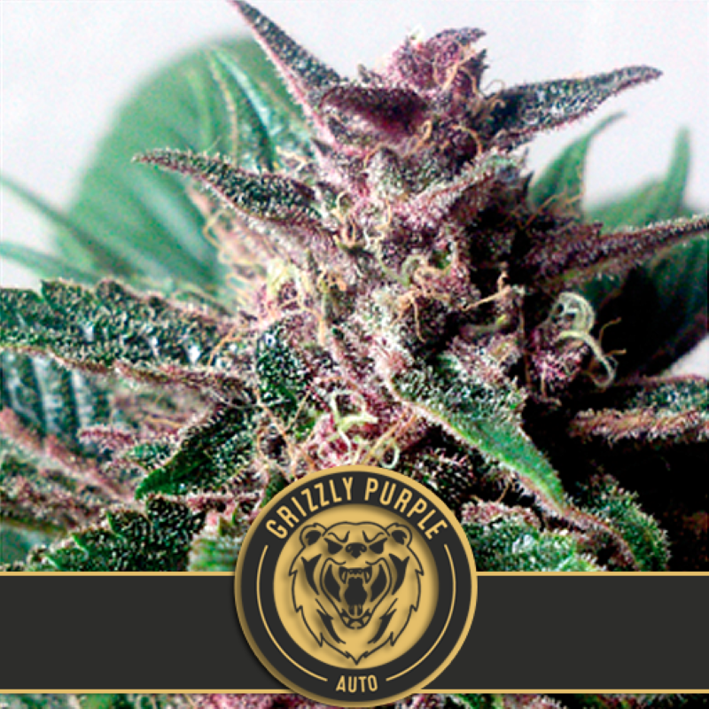 Semena marihuany Grizzly Purple Auto Feminizovaná