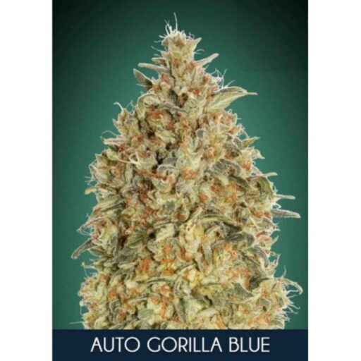 Semena marihuany Gorilla Blue Auto Feminizovaná