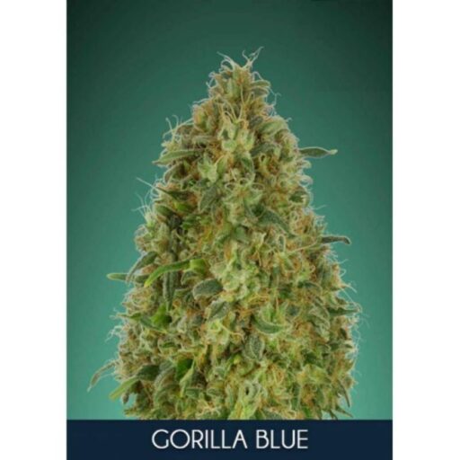 Semena marihuany Gorilla Blue Feminizovaná