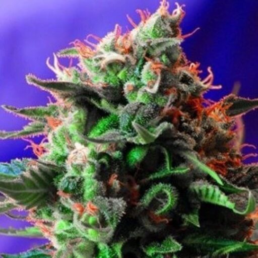 Semena marihuany Jack 47 FAST Version Feminizovaná