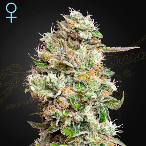 Semena marihuany King’s Kush CBD Auto Feminizovaná