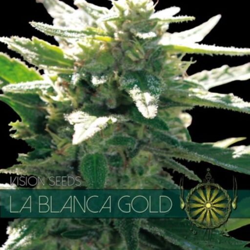 Semena marihuany La Blanca Gold Feminizovaná