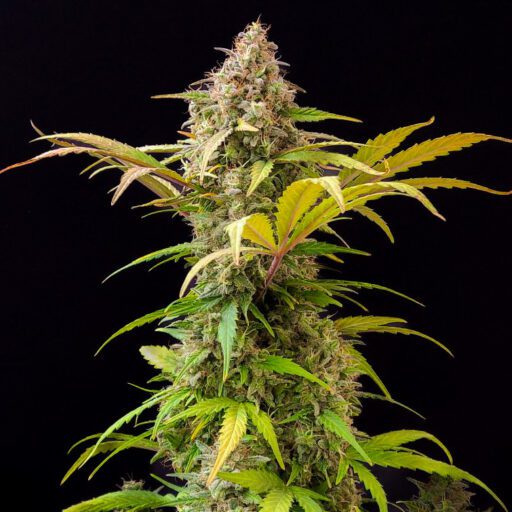 Semena marihuany Lowryder #2 Auto Feminizovaná