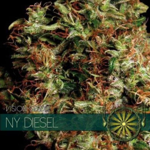 Semena marihuany NY Diesel Feminizovaná