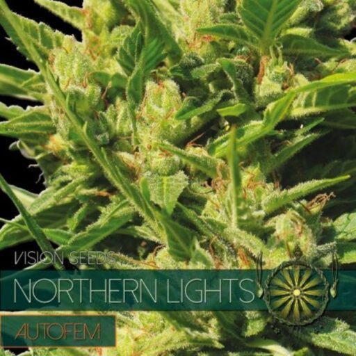 Semena marihuany Northern Lights Auto Feminizovaná