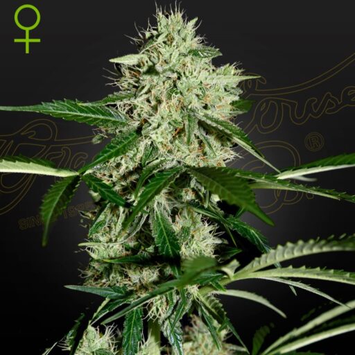 Semena marihuany Northern Lights Auto Feminizovaná