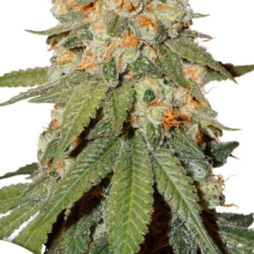 Semena marihuany Orange Bud Regulérní