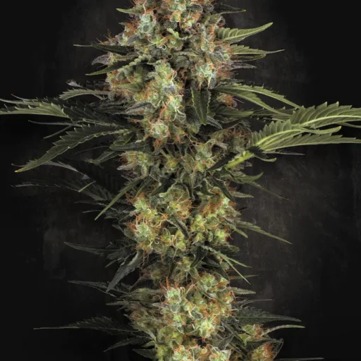 Semena marihuany Original White Widow (IBL) Feminizovaná