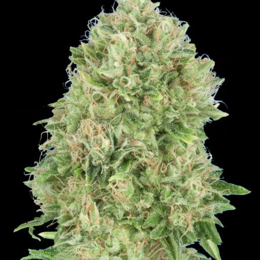 Semena marihuany Pineapple Glue Feminizovaná