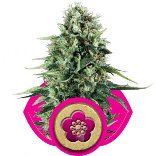 Semena marihuany Power Flower Feminizovaná