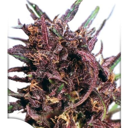 Semena marihuany Purple #1 Feminizovaná