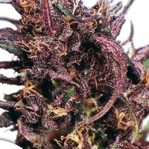 Semena marihuany Purple #1 Regulérní