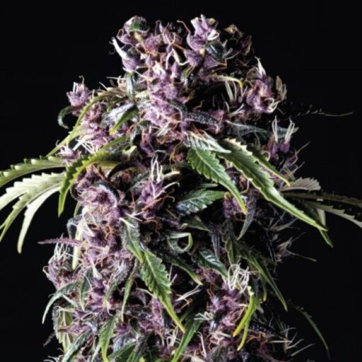 Semena marihuany Purple Feminizovaná