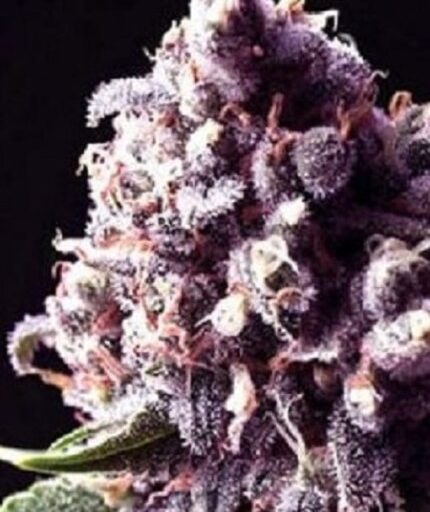 Semena marihuany Purple Pinecone Feminizovaná
