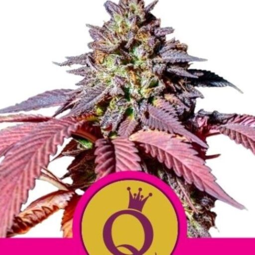 Semena marihuany Purple Queen Feminizovaná