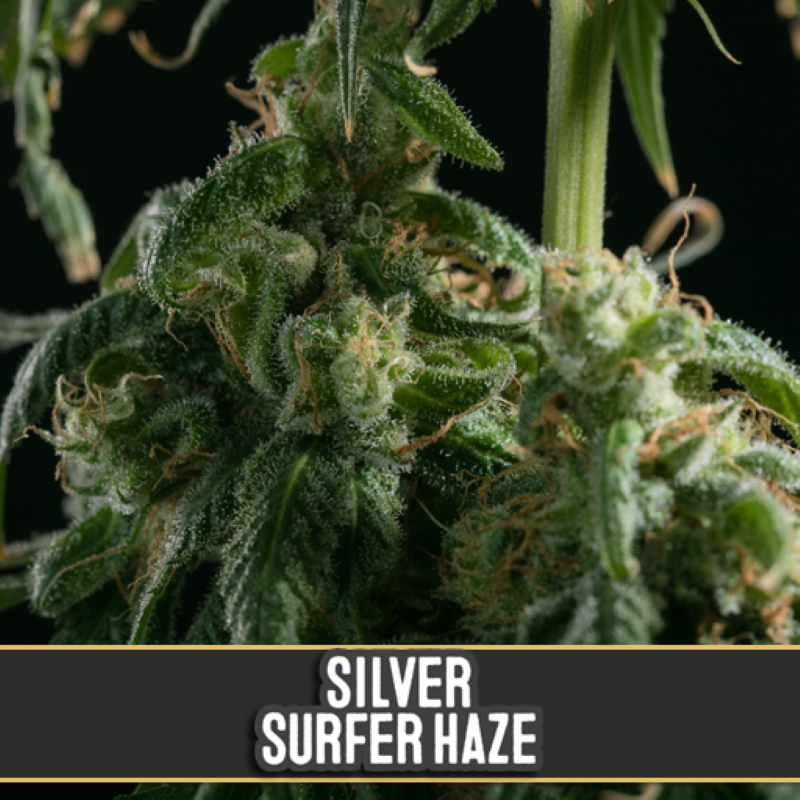 Semena marihuany Silver Surfer Haze Feminizovaná