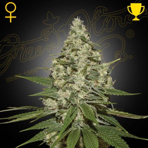 Semena marihuany Super Lemon Haze Auto Feminizovaná