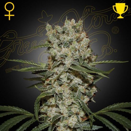 Semena marihuany Super Silver Haze Feminizovaná