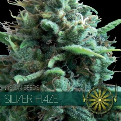 Semena marihuany Silver Haze Feminizovaná