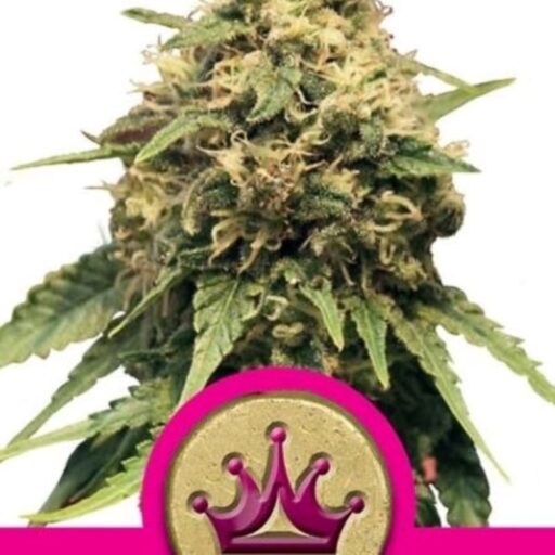 Semena marihuany Special Queen #1 Feminizovaná
