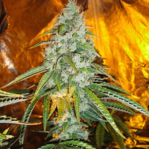 Semena marihuany Original Sour Diesel Feminizovaná