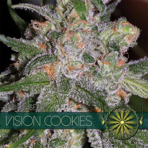 Semena marihuany Vision Cookies Feminizovaná