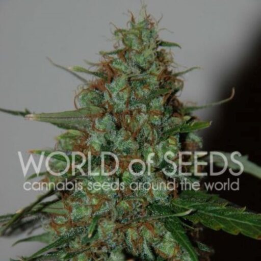 Semena marihuany Wild Thailand Ryder Auto Feminizovaná